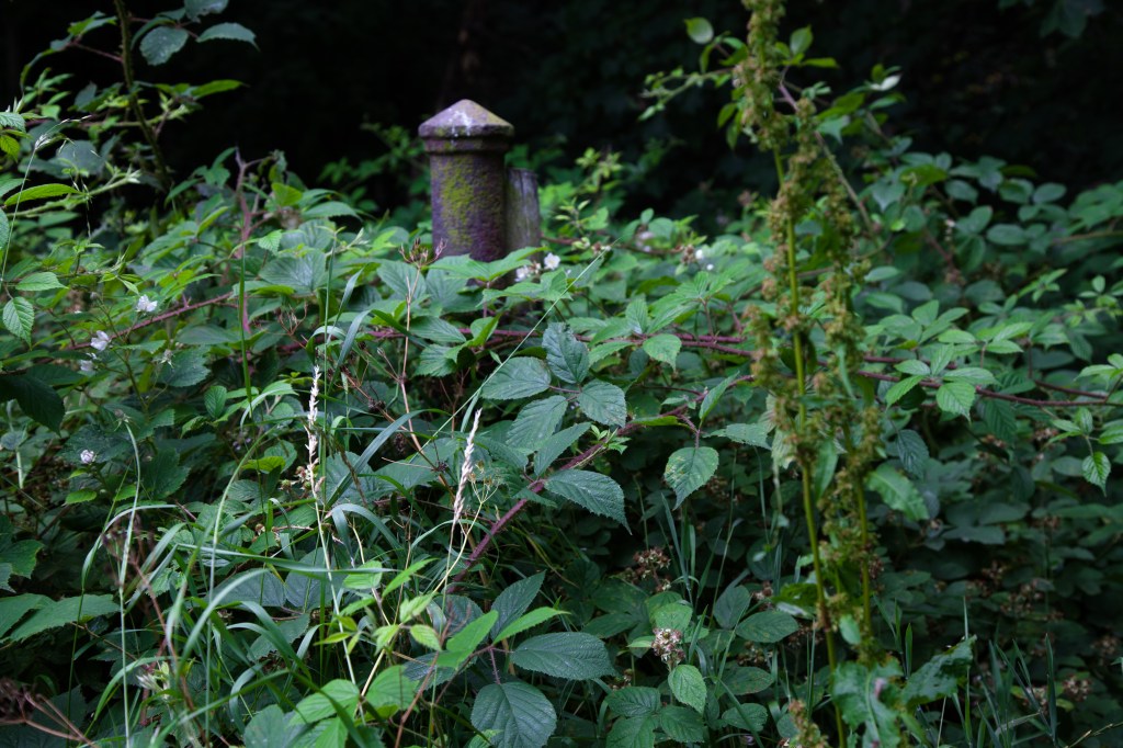 An overgrown trail marker from the 1800's. 