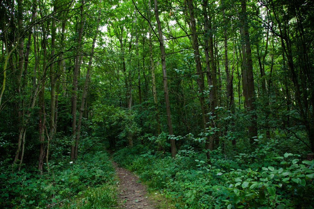 I noted a small network of pathways through the woods, constructed by Waterton and still used over 150 years later. 