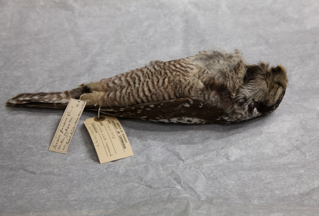 CambridgeSpecimen (1 of 1)