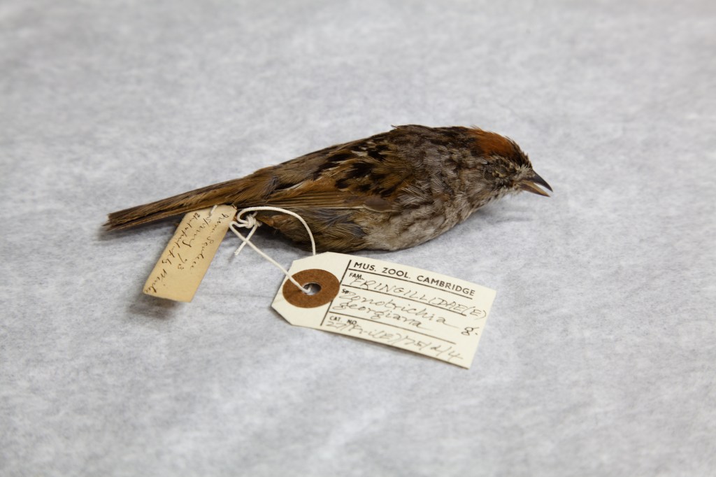 cambridgespecimen3 (1 of 1)