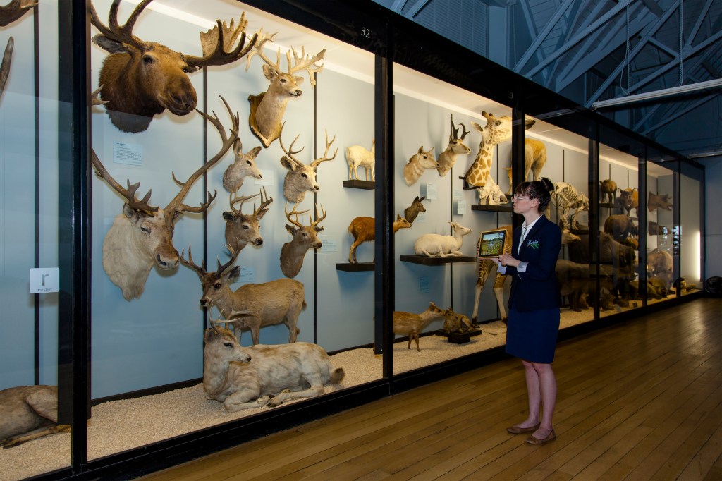 TheMemorialistTringMoose